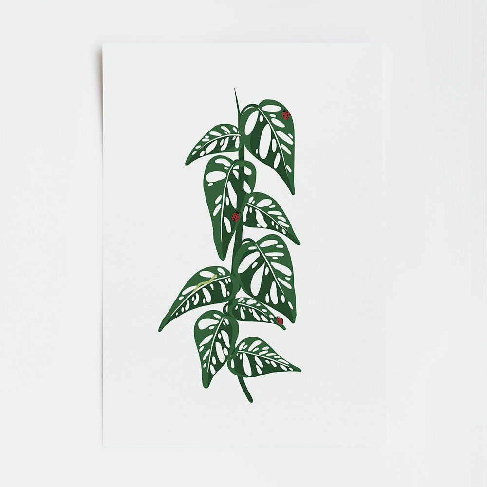 Monstera Adansonii